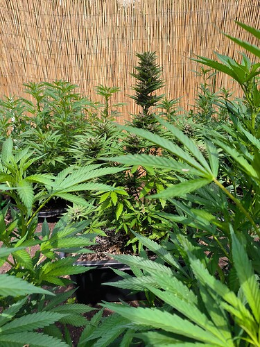 Growreport Bild 1