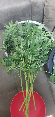 Growreport Bild 27