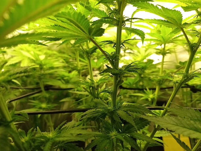 Growreport Bild 11