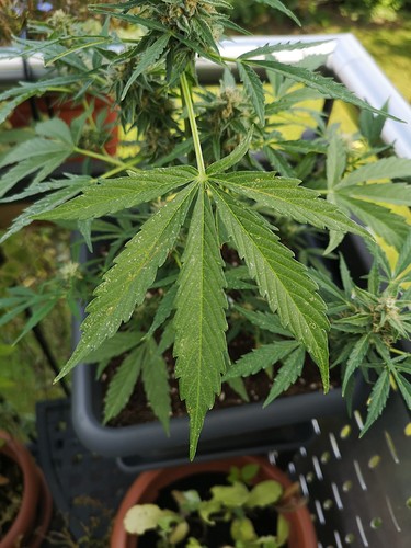 Growreport Bild 2