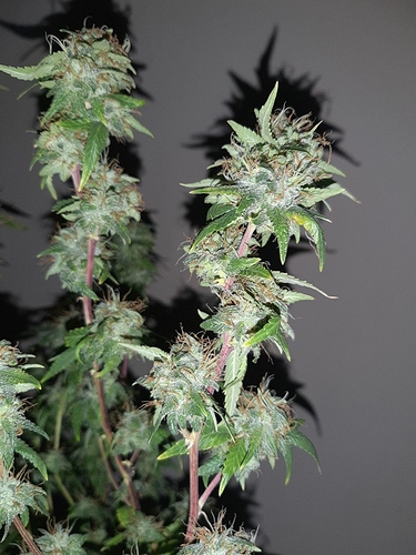 Growreport Bild 9
