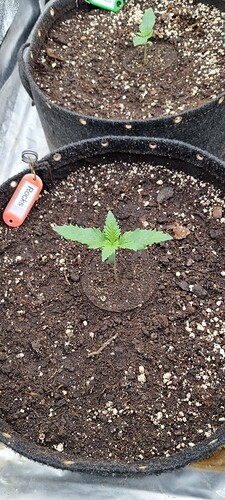 Growreport Bild 33