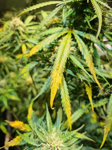 Growreport Bild 65