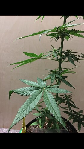 Growreport Bild 6