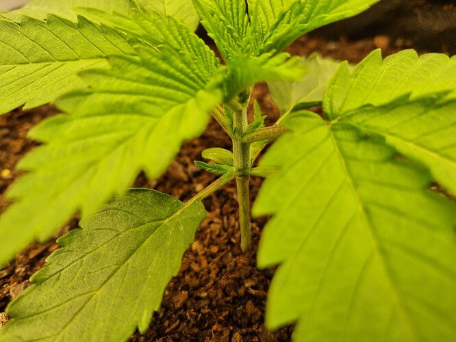 Growreport Bild 51