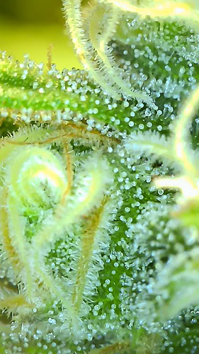 Growreport Bild 1