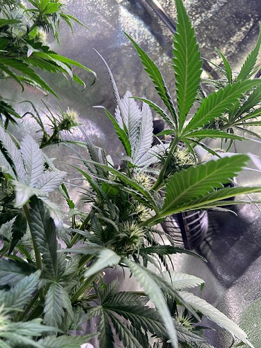 Growreport Bild 8