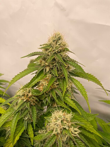 Growreport Bild 5