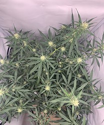 Growreport Bild 6