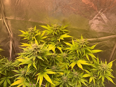 Growreport Bild 4
