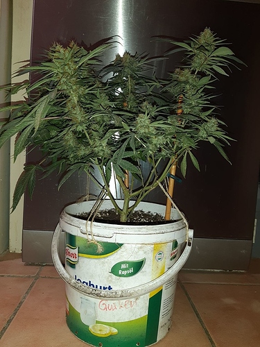 Growreport Bild 10