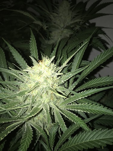 Growreport Bild 35