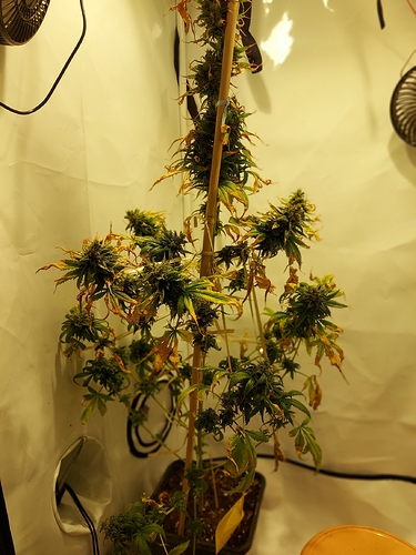 Growreport Bild 1