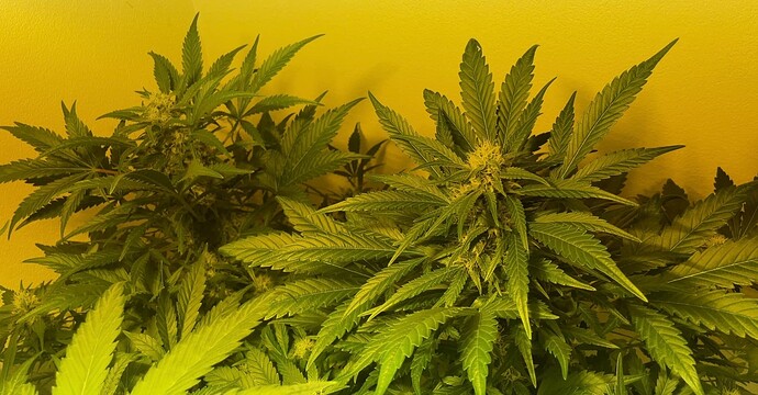 Growreport Bild 33