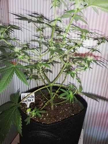 Growreport Bild 1