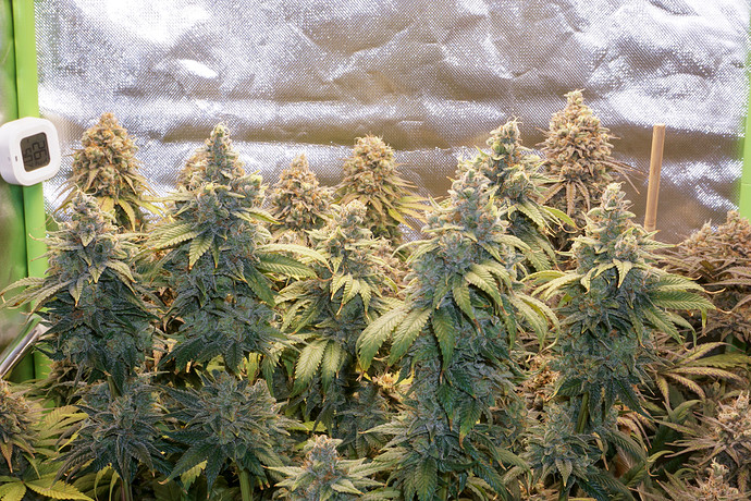 Growreport Bild 9