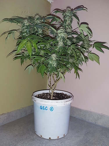 Growreport Bild 1