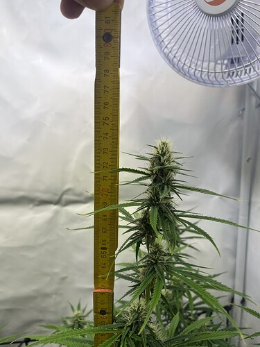 Growreport Bild 1