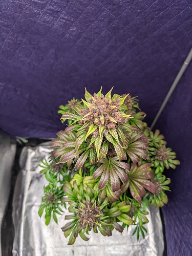 Growreport Bild 63