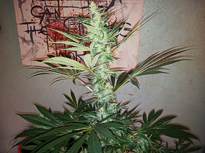 Growreport Bild 6