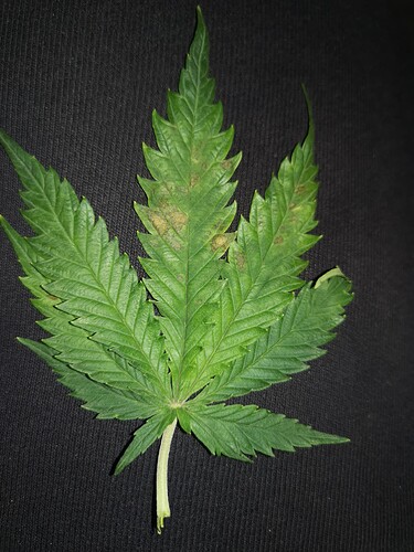 Growreport Bild 2