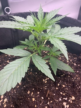 Growreport Bild 4