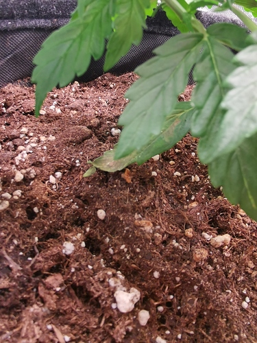 Growreport Bild 3