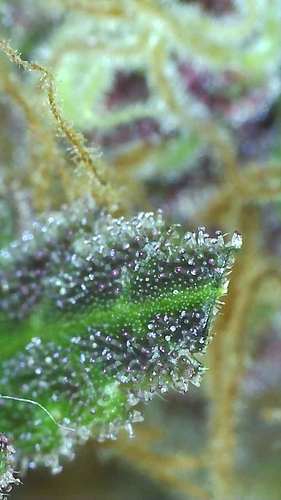Growreport Bild 16