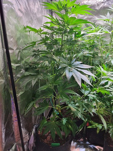 Growreport Bild 8