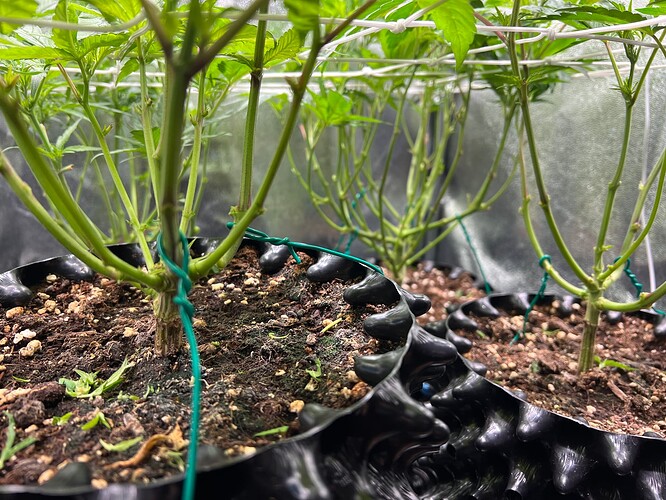 Growreport Bild 7