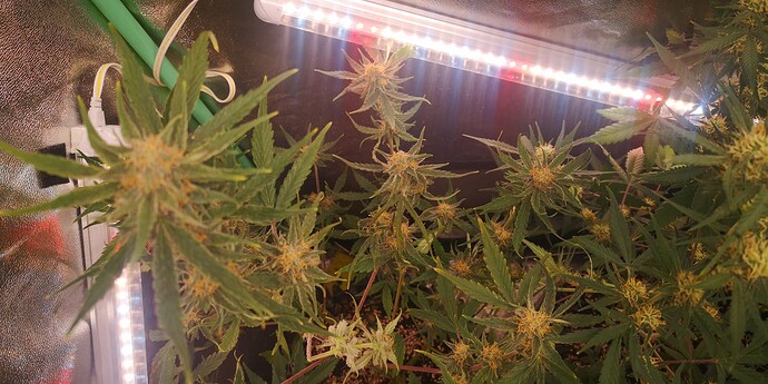 Growreport Bild 10