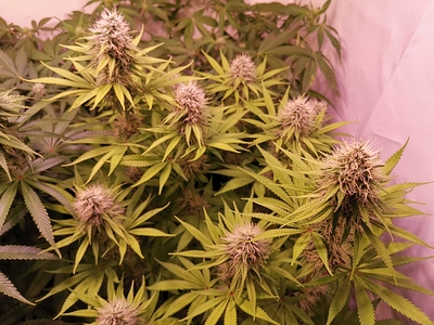 Growreport Bild 2