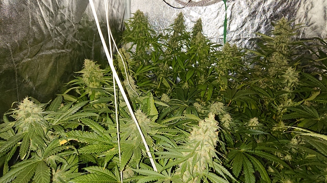 Growreport Bild 3