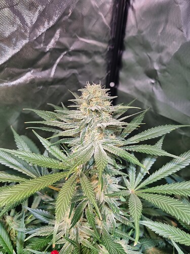 Growreport Bild 12