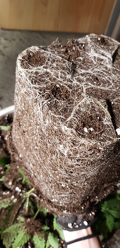 Growreport Bild 1