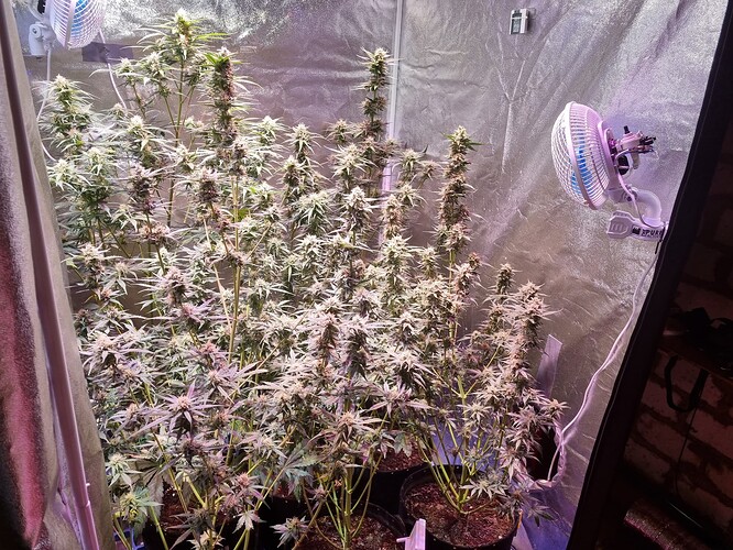 Growreport Bild 41