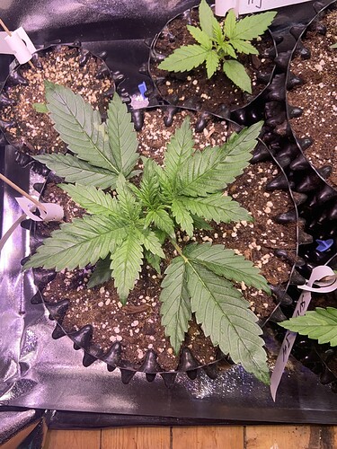 Growreport Bild 9