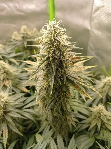 Growreport Bild 5