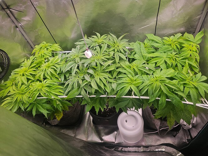 Growreport Bild 1
