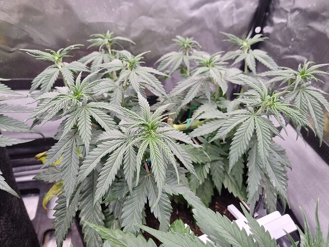 Growreport Bild 21