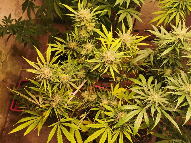 Growreport Bild 31