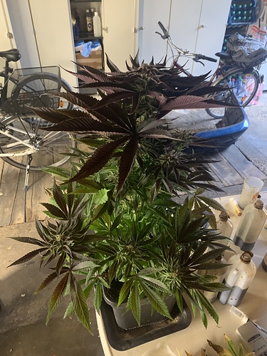 Growreport Bild 6