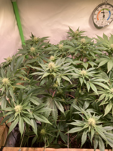Growreport Bild 6