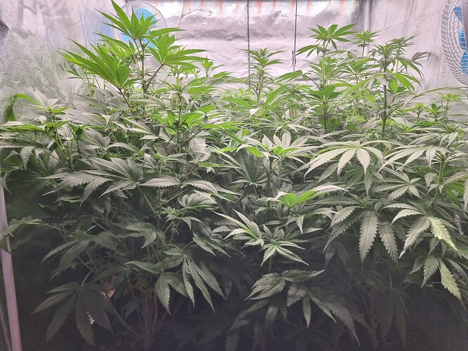 Growreport Bild 39