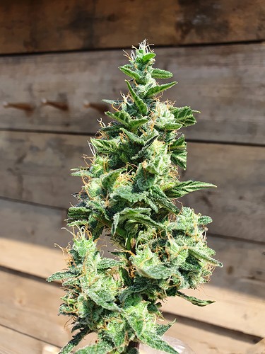 Growreport Bild 1