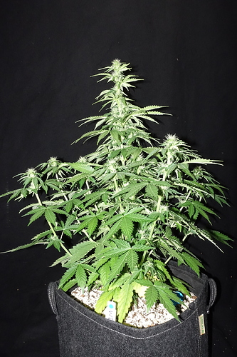 Growreport Bild 16