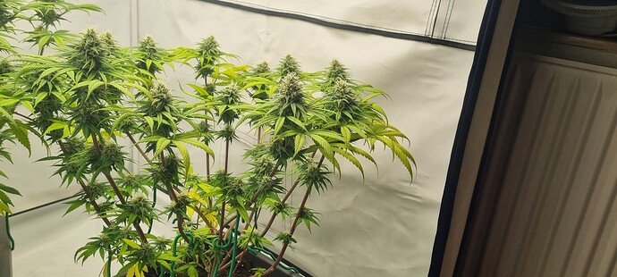 Growreport Bild 3