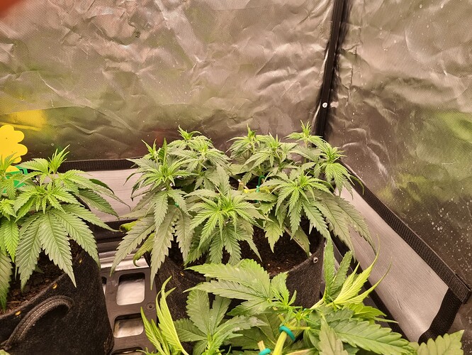 Growreport Bild 15