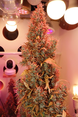 Growreport Bild 30