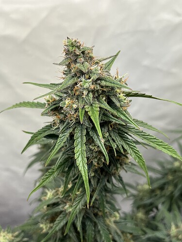 Growreport Bild 29